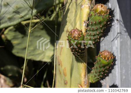 Buds of opuntia cactus in a park Buds of opuntia cactus in a park 110342769
