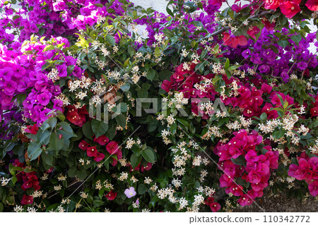 Fence covered by bougainvillea plants 110342772