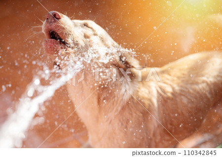 Portrait of labrador dog in water splash Portrait of labrador dog in water splash 110342845