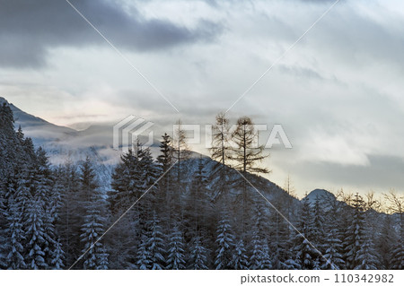 Winter snowy fir forest and mountain in clouds behind. 110342982