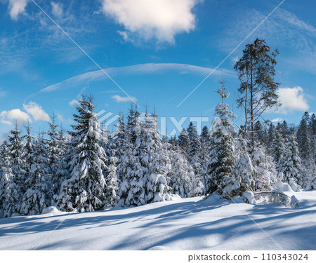 Alpine mountain snowy winter fir forest with snowdrifts 110343024