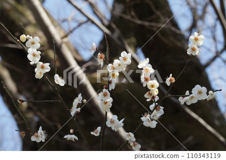 White plum White plum 110343119