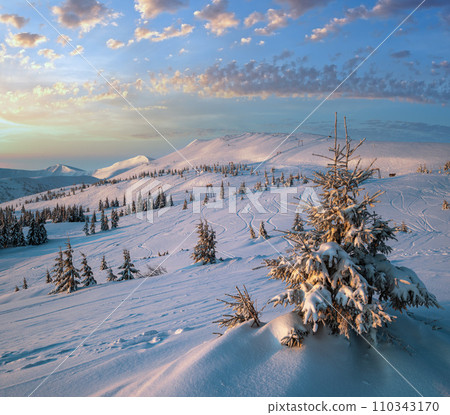 Alpine resort ski slopes and lifts. Pre sunrise morning Svydovets mountain ridge and snow-covered fir trees view, Dragobrat, Ukraine Carpathians. Alpine resort ski slopes and lifts. Pre sunrise morning Svydovets mountain ridge and snow-covered fir trees view, Dragobrat, Ukraine Carpathians. 110343170