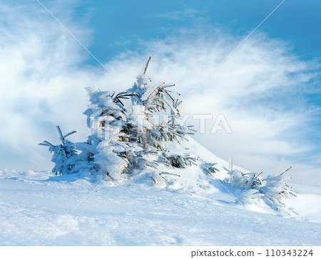 Icy snowy fir trees on winter hill. Icy snowy fir trees on winter hill. 110343224