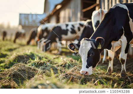 Group of cows at cowshed eating hay or fodder on dairy farm. Concept of farming business and taking care of livestock. Generative AI Group of cows at cowshed eating hay or fodder on dairy farm. Concept of farming business and taking care of livestock. Generative AI 110343286