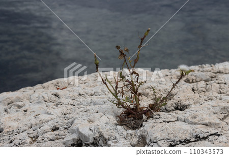 Weed growing in the stone 110343573
