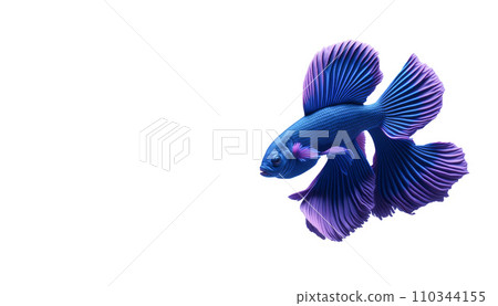 Beautiful colorful blue and purple fantasy beta fish on white background. Aquarium tropical fish. Space for text. Beautiful colorful blue and purple fantasy beta fish on white background. Aquarium tropical fish. Space for text. 110344155
