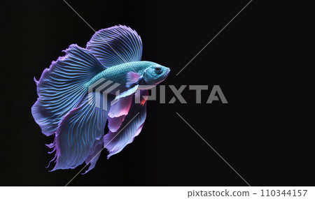 Beautiful colorful blue and purple fantasy beta fish on black background. Aquarium tropical fish. Space for text. 110344157