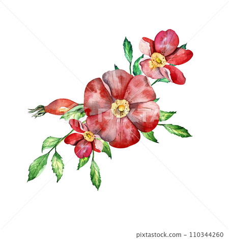 composition of flowers, leaves and rosehip fruits. hand-drawn sketch illustration. isolated on a white background. for your design composition of flowers, leaves and rosehip fruits. hand-drawn sketch illustration. isolated on a white background. for your design 110344260