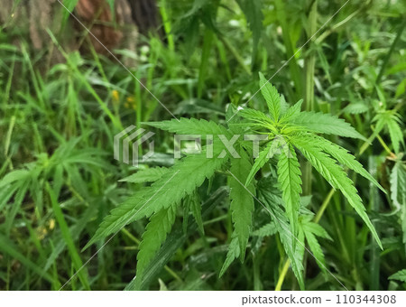大樹腳下雜草生長的年輕野生大麻植物的特寫圖像 110344308