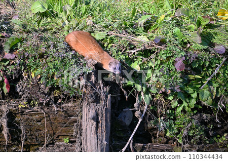 Weasel Japanese Weasel Wild 110344434