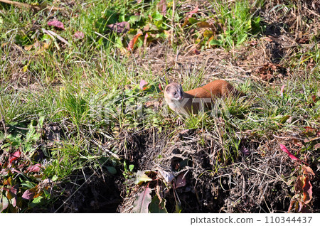 黃鼠狼 日本黃鼠狼 Wild 110344437