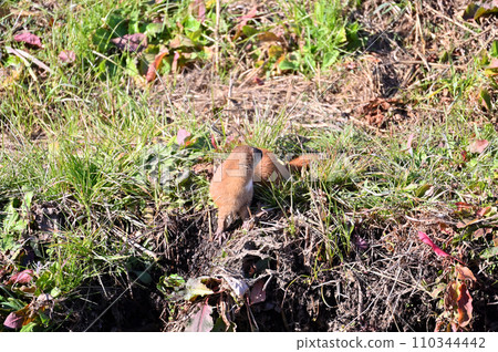 黃鼠狼 日本黃鼠狼 Wild 110344442