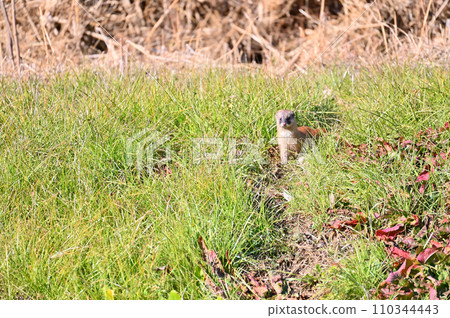 黃鼠狼 日本黃鼠狼 Wild 110344443