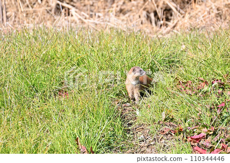 黃鼠狼 日本黃鼠狼 Wild 110344446