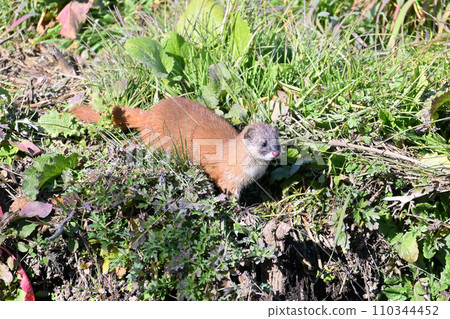 黃鼠狼 日本黃鼠狼 Wild 110344452