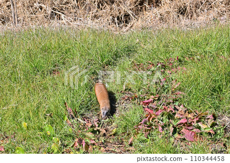 黃鼠狼 日本黃鼠狼 Wild 110344458