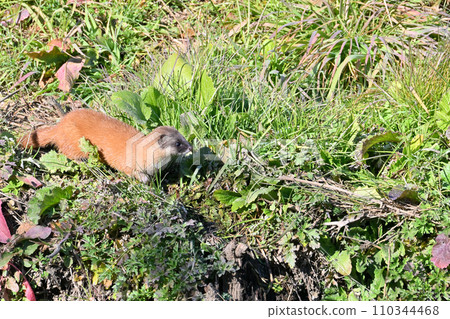Weasel Japanese Weasel Wild Weasel Japanese Weasel Wild 110344468