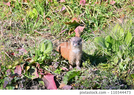 Weasel Japanese Weasel Wild 110344473