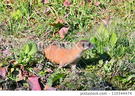 Weasel Japanese Weasel Wild 110344474