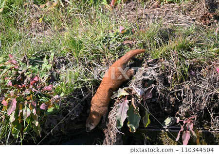 黃鼠狼在巢中（覓食地/狩獵場）日本黃鼠狼野生 110344504