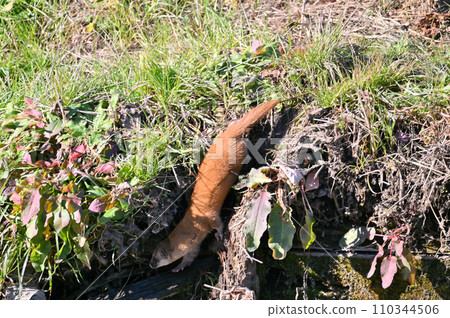 黃鼠狼在巢中（覓食地/狩獵場）日本黃鼠狼野生 110344506