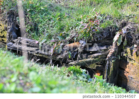 黃鼠狼在巢中（覓食地/狩獵場）日本黃鼠狼野生 110344507