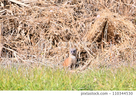 Weasel Japanese Weasel Wild 110344530