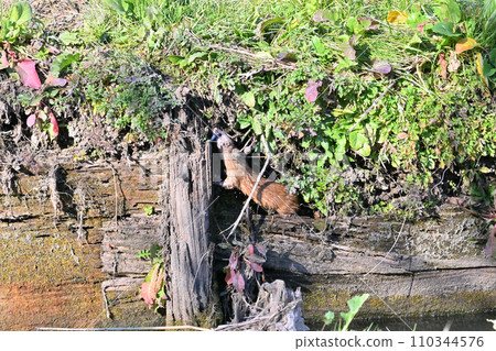 捕到魚的黃鼠狼,日本黃鼠狼,野生 捕到魚的黃鼠狼,日本黃鼠狼,野生 110344576