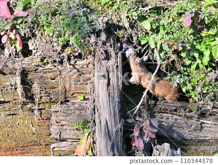 捕到魚的黃鼠狼,日本黃鼠狼,野生 捕到魚的黃鼠狼,日本黃鼠狼,野生 110344578