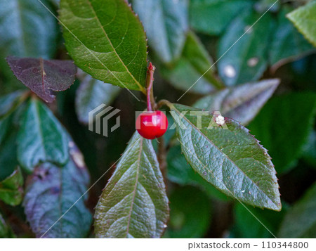 冬季成熟的紅色果實，報春花科，藪小路 110344800