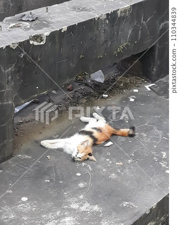 Cat Carcass in the Middle of the Road Cat Carcass in the Middle of the Road 110344839