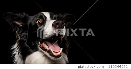 Portrait of cute smiling border collie dog on black background. Studio portrait, close-up. 110344951