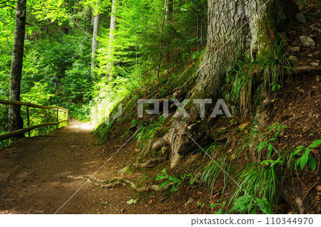 green summer scene in carpathian woods. outdoor scenery with trail and wooden fence in the forest 110344970