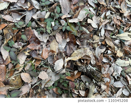 Fallen leaf texture material Fallen leaf texture material 110345208