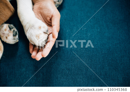 Heartwarming of togetherness and support, a woman hand gently holds a dog paw, symbolizing deep trust, loyalty and friendship that define unique bond between humans and their canine companions. 110345368