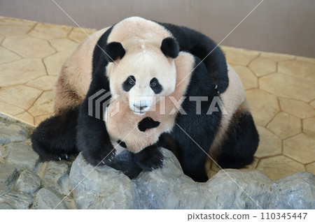 可以一起玩耍的海灘,橫濱 可以一起玩耍的海灘,橫濱 110345447