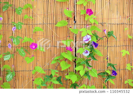 Flower of morning glory 110345532