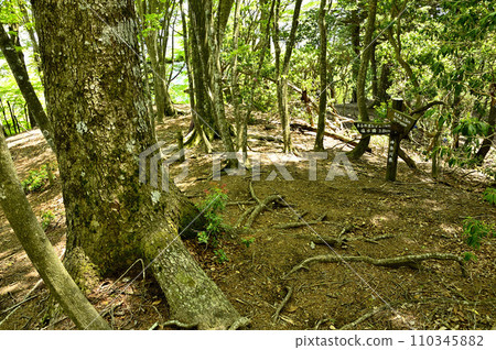 Mt. Tanzawa in the Tanzawa Mountains, Tennoji Ridge, Mt. Mochigoyano Summit 110345882