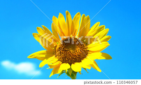 都市農業公園的向日葵田美景（東京都足立區） 110346057