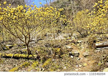 Nishitanzawa's Unesugamaru - Otakizawa course mountain trail with Mitsumata blooming 110346094
