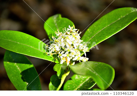 宮山敷見日高東嶺丹澤山地十岳 宮山敷見日高東嶺丹澤山地十岳 110346120