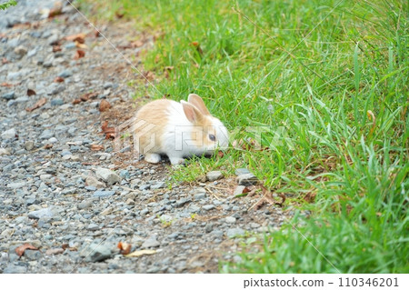 可愛的小兔子 可愛的小兔子 110346201