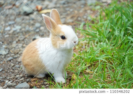 可愛的小兔子 110346202
