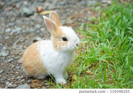 可愛的小兔子 110346205