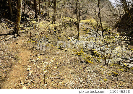 西丹澤的Unesugamaru～大瀧澤路線山路，三俁盛開 110346238