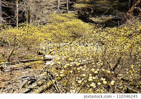 西丹澤的鰻魚丸森林裡盛開著三俁花 西丹澤的鰻魚丸森林裡盛開著三俁花 110346245