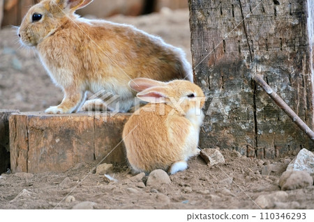 Rabbit parent and child Rabbit parent and child 110346293