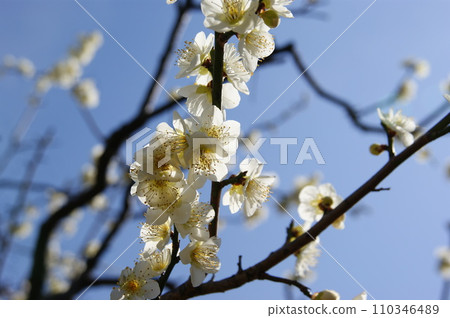 Nishinomiya City Koto Bairin 110346489