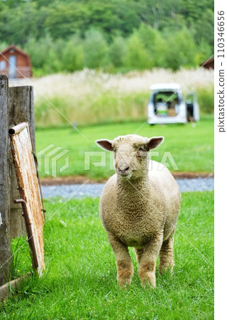 Scenery of Sheep Hill, Nakafurano Town, Hokkaido 110346656